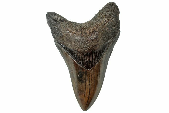 Colorful, Fossil Megalodon Tooth - South Carolina #310416